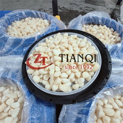 Wholesale Bulk Garlic in Drum: 2026 Shandong Crop Analysis